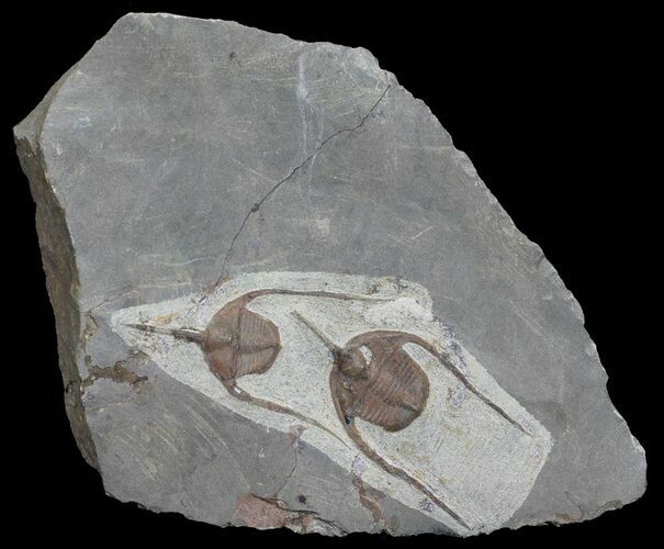 Double Lonchodomas (Ampyx) Trilobite Plate - Morocco #56180